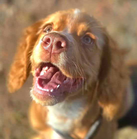 Cocker Spaniel Dental Care: The Complete Guide