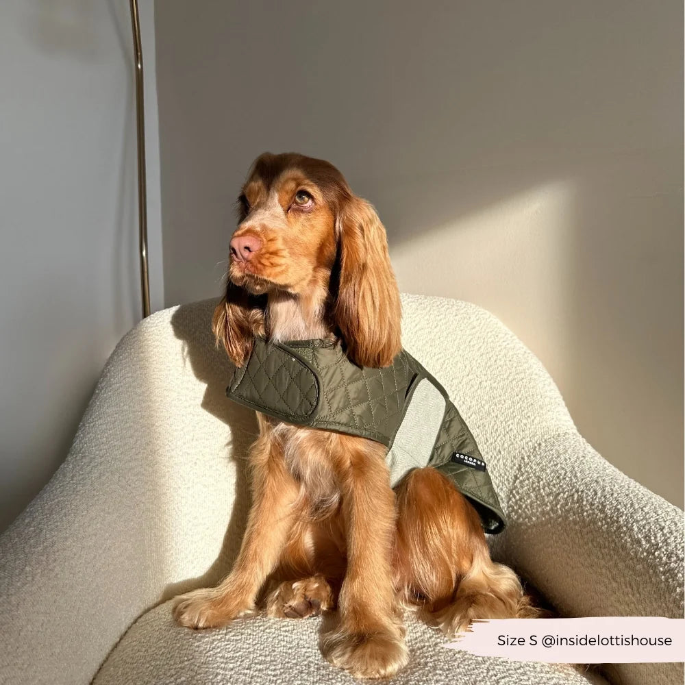 Cocker Spaniel Coat Care: How Often to Brush, Which Brush to Use and When to Visit the Groomer