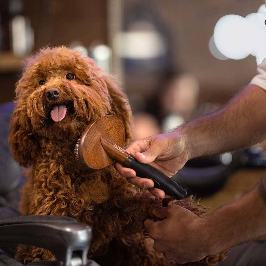 Barbershop slickerborstel voor honden – Croci