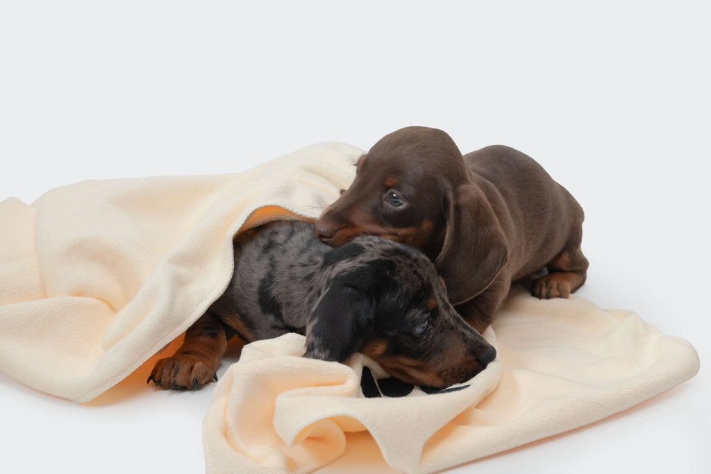 Microvezel Handdoek voor Cockers – Set van 4