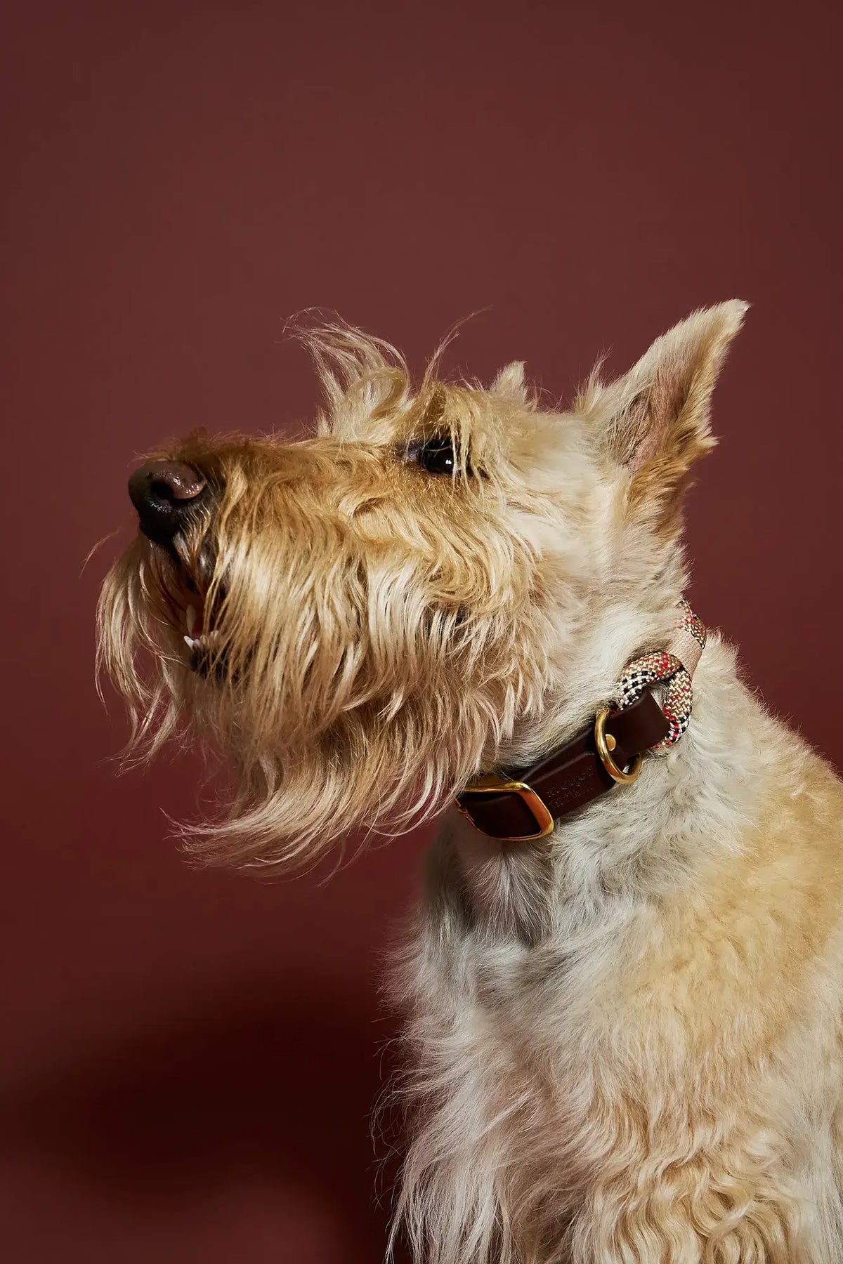 Scottish Tartan Collar – Rope & Biothane